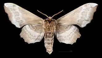 Laothoe amurensis ♂   △