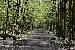 Las Kabacki im. S. Starzyńskiego