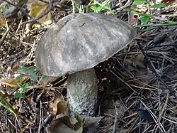 Koźlarz czarnobrązowy