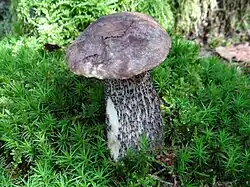 Koźlarz różnobarwny