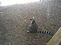 Lemur katta