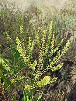pieprzyca gęstokwiatowa Lepidium densiflorum