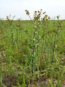 pieprzyca przerosłolistna Lepidium perfoliatum