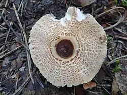 Powierzchnia kapelusza