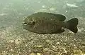 Lepomis miniatus