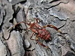 Nimfa przed przeobrażeniem