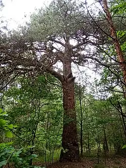 Pomnik przyrody z ok. 1800 r.