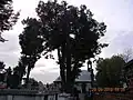 Lipa Powstańców w roku 2012 (przed usunięciem trzeciej odnogi)