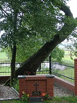 Lipa św. Stanisława Kostki