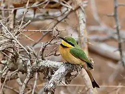 Żołna mała, podgatunek Merops pusillus meridionalis