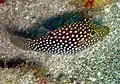 Canthigaster punctatissima
