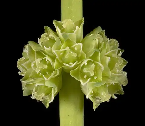 Kwiaty żeńskie Lomandra preissii