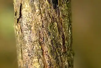 Kora na starym pędzie