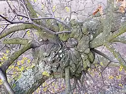 Haustorium gązewnika europejskiego