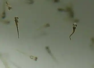 Larwy miętusa przed stadium narybku