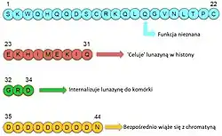 Sekwencja i funkcje fragmentów lunazyny