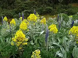 Espelecje i Lupinus alopecuroides