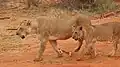 Współczesne lwy z Tsavo. Samica z młodym.
