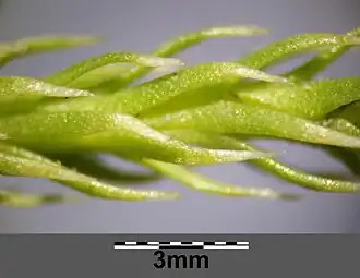 Liście asymilacyjne