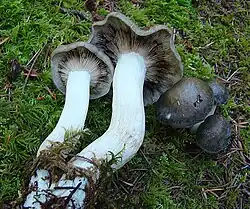 Kępkowiec czerniejącoblaszkowy