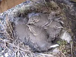 Gniazdo pliszki siwej z młodymi