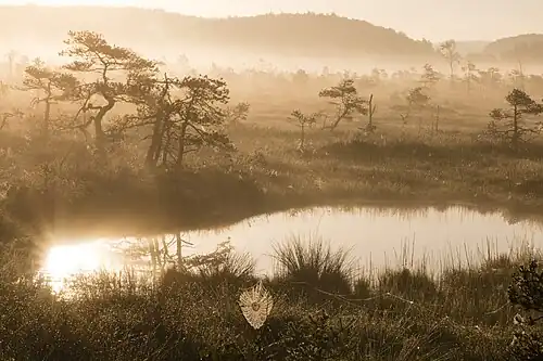 Wschód słońca w rezerwacie Augstroze (2017)