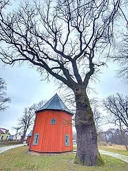 Prezbiterium i pomnik przyrody