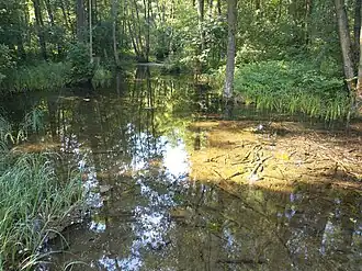 Rozlewisko z wypływami