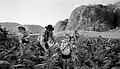 Tobacco Harvesting, Valle de Viñales, Kuba (2002)