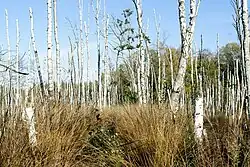 Na grobli, martwe brzozy.