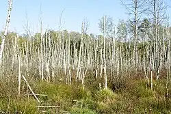 Torfowisko, martwe brzozy.