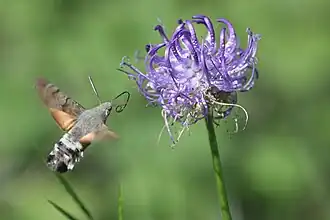 Macroglossum stellatarum