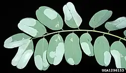 Liść na czarnym tle z wyraźną osią i licznymi listkami z niej wyrastającymi. Blaszka listków z dużymi, jasnymi plamkami w miejscach, gdzie miękisz wewnątrz blaszki został wyjedzony przez larwy