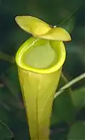 Nepenthes madagascariensis; Madagaskar