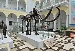 Mamut włochaty (Mammuthus primigenius Blumenbach)