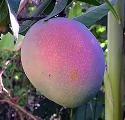 Niemal dojrzałe fioletowe mango, Izrael