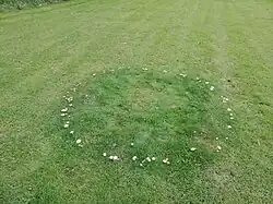 Owocniki twardzioszka przydrożnego bardzo często tworzą tzw. "czarcie kręgi"