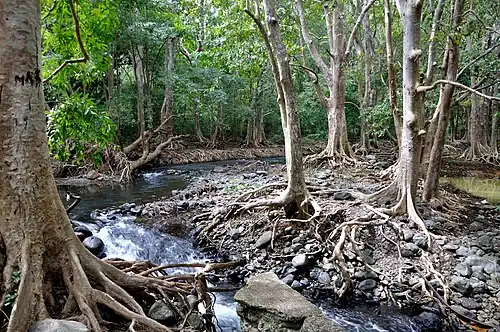 Lasy w parku narodowym (2009)
