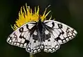 Melanargia russiae