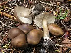 Melanoleuca angelesiana