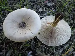 Ciemnobiałka prążkowanotrzonowa