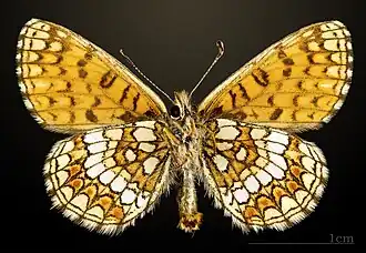 Przeplatka aurelia ♂△