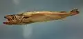 Merluccius albidus
