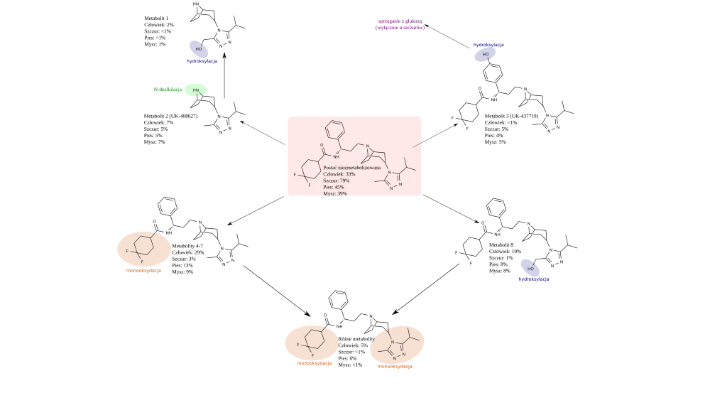 Metabolizm marawiroku. Dane procentowe wskazują na ilość powstającego metabolitu (przy jednorazowej dawce 300 mg). Dla porównania podano również wartości dla zwierząt doświadczalnych