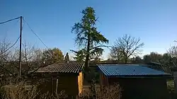 Miłorząb dwuklapowy - pozostałość parku dworskiego