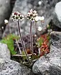 Saxifraga nivalis