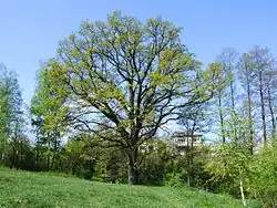 Mirzec 300 letni dąb