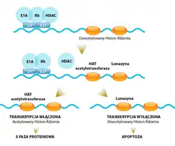 Acetylacja jest jedną z najważniejszych szlaków rozwoju nowotworu. Uszkodzenie DNA i przerwanie transkrypcji chromatyny wykazuje wyraźne powiązanie z występowaniem acetylacji specyficznych reszt lizyny na histonach, a w następstwie rozwoju raka. W normalnych okolicznościach histony H3 i H4 znajdują się w stanie deacetylacji lub stłumienia. Dlatego zmniejszona aktywność acetylotransferaz histonowych (HAT), jest zgodna ze zmniejszoną częstością występowania raka. Wykazano, że lunazyna hamuje HAT, hamując w ten sposób acetylację i pozytywnie regulując cykl komórkowy. Lunazyna w stężeniu 10 nmoli/dm3 była zdolna do zmniejszenia acetylacji histonów do 25%; w opozycji, lunazyna w stężeniu <1 μmol / l była w stanie zmniejszyć acetylację histonów H3 i H4 odpowiednio o 80 i 74%. Białko Rb, będące supresorem nowotworu współdziała z HDAC i utrzymuje deacetylowany stan histonów. W przypadku acetylacji przez HAT, lunazyna deacetyluje histony przerywając transkrypcję, indukując w ten sposób apoptozę (śmierć komórki). Deacetylowane histony są nieobecne w komórkach nierakowych, więc lunazyna nie była w stanie zakłócić proliferacji, ani spowodować apoptozy komórek nierakowych. Monitorując proces cyklu komórkowego w obecności lunazyny - selektywnie zabijajała komórki nowotworowe. Wykazano, że lunazyna wykazuje ograniczoną liczbę skutków ubocznych w porównaniu z innymi lekami