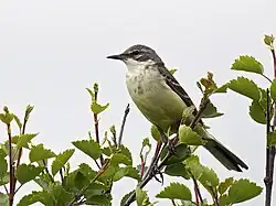 Samica pliszki tundrowej (M. f. thunbergi)