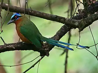 Piłodziób czerwonogardły (2009)